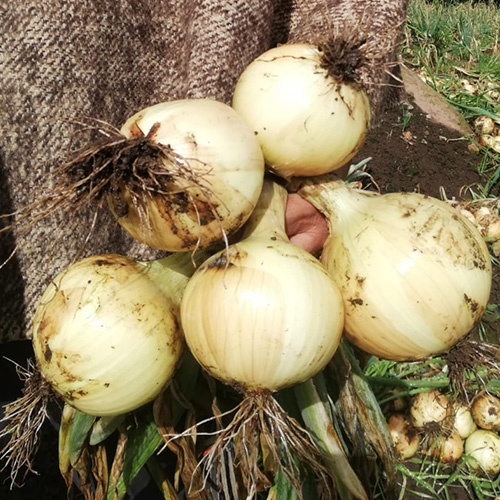 cebolla de bulbo 10052